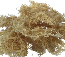Load image into Gallery viewer, 2 oz DRY SEA MOSS (GOLD)

